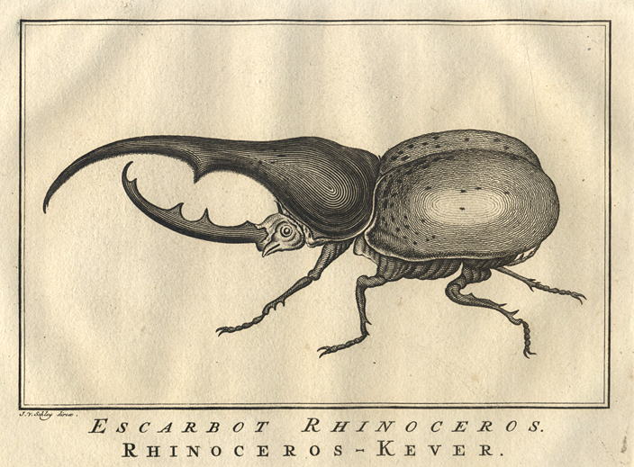 Africa, Scarab (Rhinoceros) Beetle, 1760