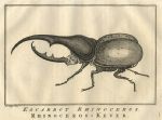 Africa, Scarab (Rhinoceros) Beetle, 1760