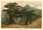 Lebanon, the Cedars, Kronheim colour print, 1864