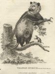 Virginian Opossum, 1809