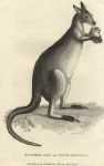 Blueish-Grey or Silver Kangaroo, 1809