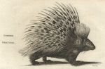 Common Porcupine, 1809