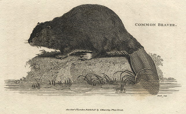 Common Beaver, 1809