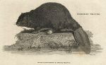 Common Beaver, 1809