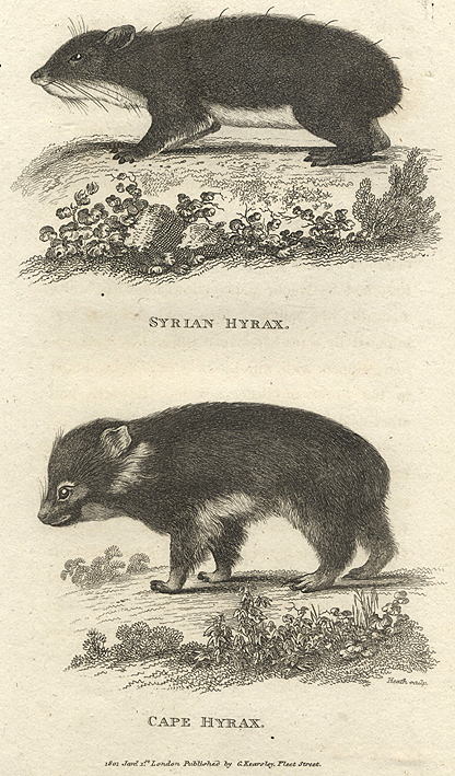 Syrian & Cape Hyrax, 1809