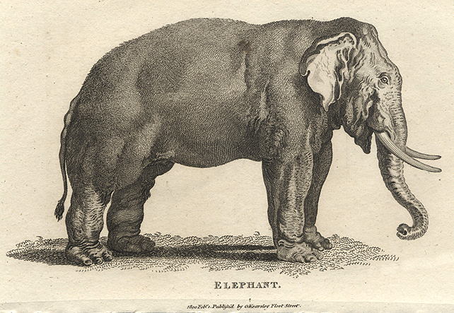 Elephant, 1809