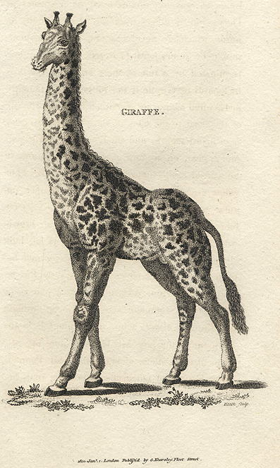 Giraffe, 1809