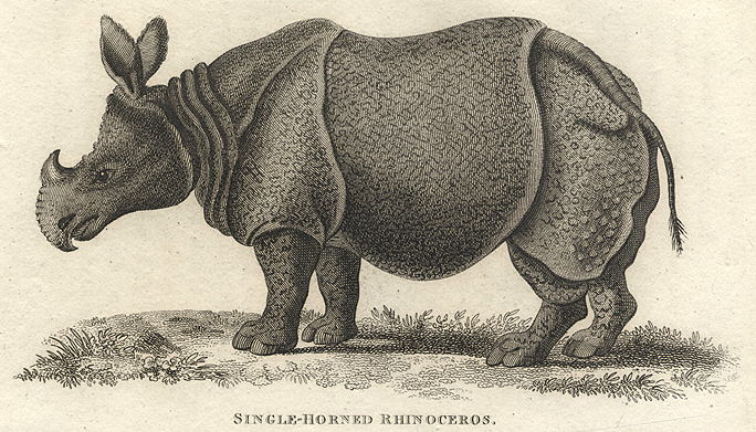 Single-Horned Rhinocerous, 1809