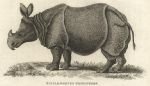 Single-Horned Rhinocerous, 1809