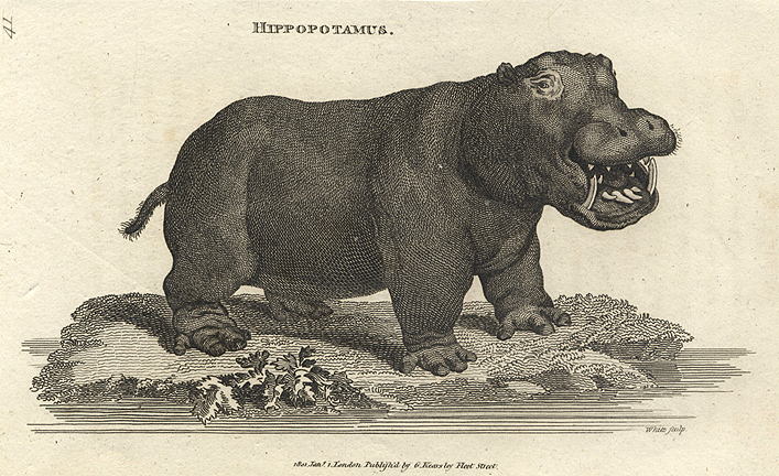 Hippopotamus, 1809