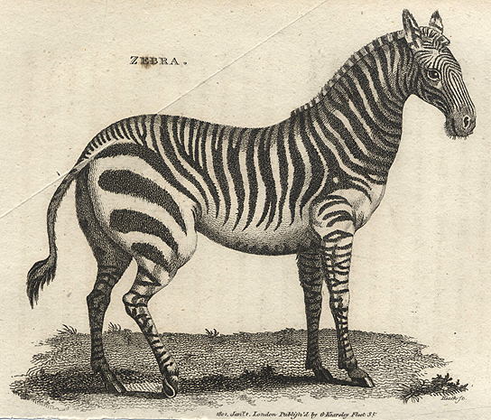 Zebra, 1809