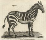 Zebra, 1809