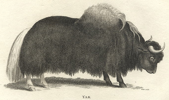 Yak, 1809