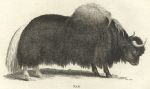 Yak, 1809