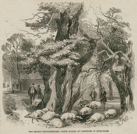 London, Hyde Park, sheep killed by lightning, 1859