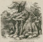 London, Hyde Park, sheep killed by lightning, 1859