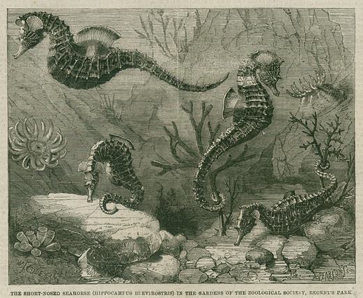 Short-Nosed Seahorse, 1859