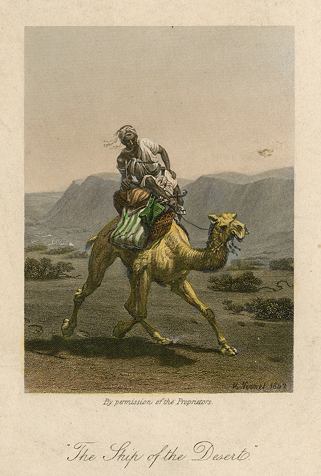 Ship of the Desert (camel), 1844