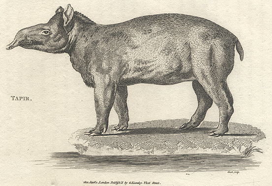 Tapir, 1809