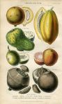 Fruits and Nuts, (with Mammee, Papaw, Sour Sop &c.) 1866