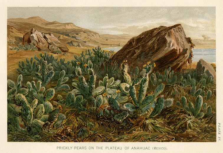 Prickly-Pears on the Plateau of Anahuac (Mexico), 1896