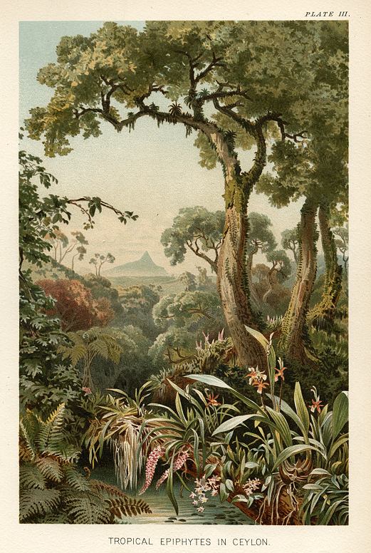 Tropical Epiphytes in Ceylon, 1896