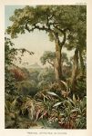 Tropical Epiphytes in Ceylon, 1896