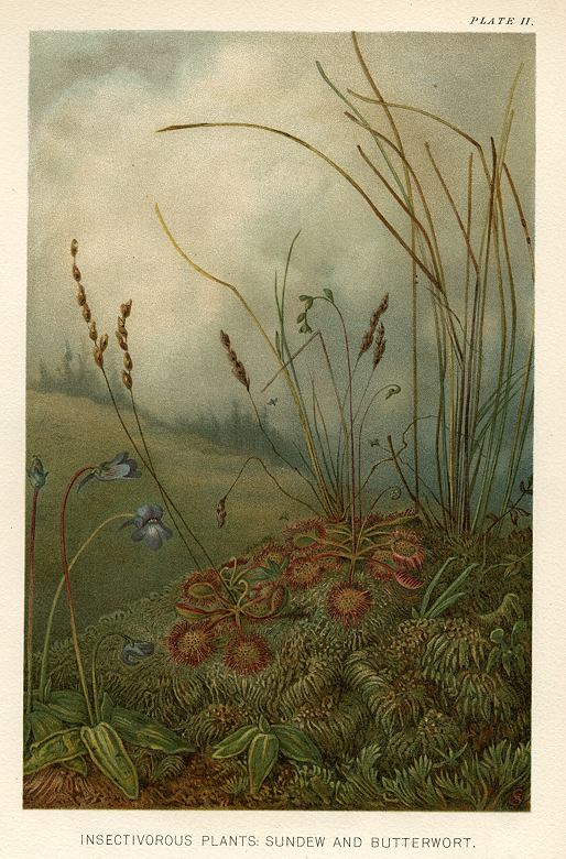 Insectivorous Plants: Sundew and Butterwort, 1896