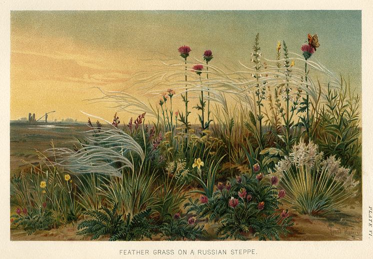 Feather Grass on a Russian Steppe, 1896