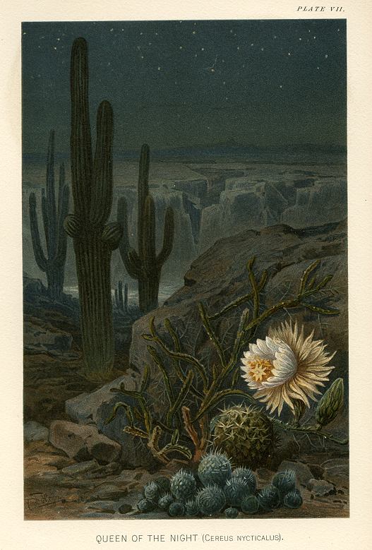 Queen of the Night Cactus (Cereus Nycticallus), 1896