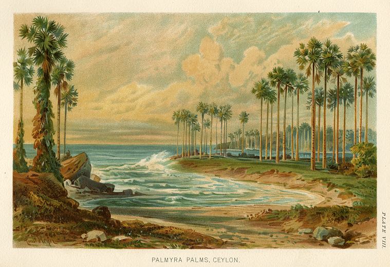 Ceylon, Palmyra Palms, 1896