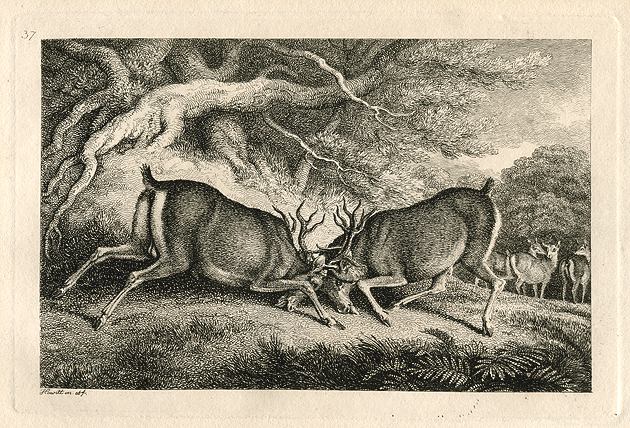 Stags fighting, Howitt, 1810