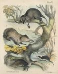 Mole, stoat etc. litho by B.W.Hawkins, 1850