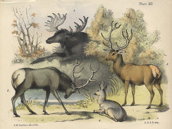 Deer with antlers, litho by B.W.Hawkins, 1850