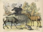 Deer with antlers, litho by B.W.Hawkins, 1850