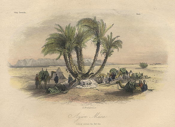 Sinai, Ayun Musa, near the Red Sea, 1849