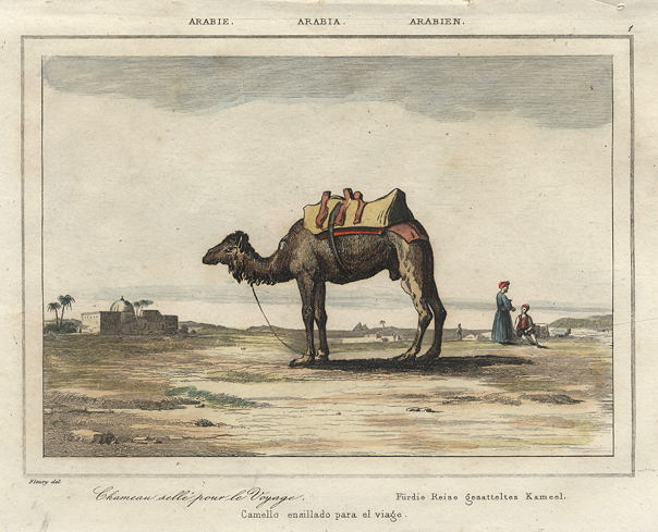 Arabia, Camel, 1847