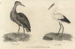 Bittern & Stork, 1809
