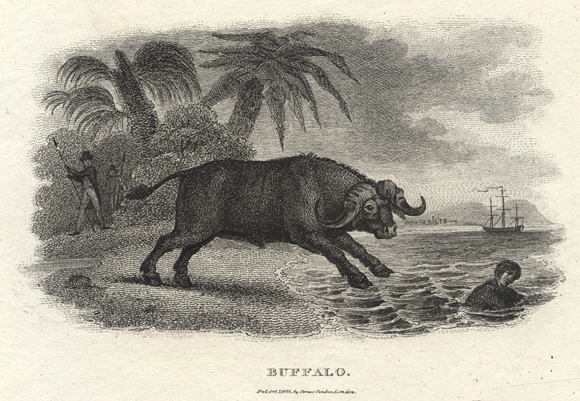 Buffalo, 1806