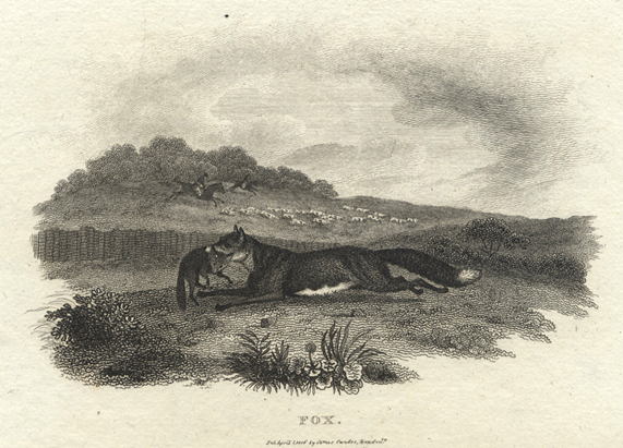 Fox, hunting and being hunted, 1806