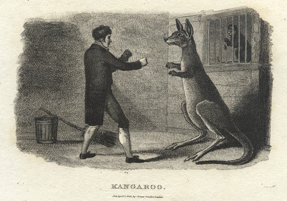 Kangaroo, captive and boxing, 1806