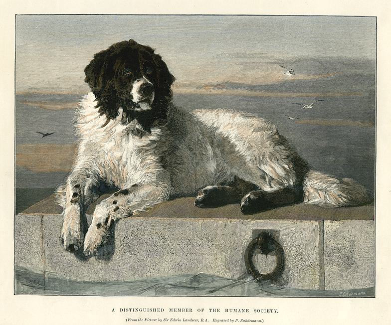 Distinguished Member of the Humand Society (after Landseer), 1891