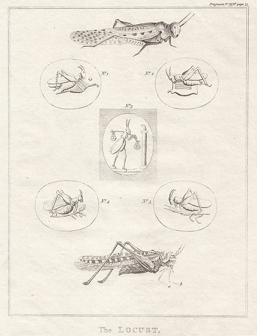 The Locust, 1800