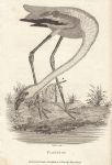 Flamingo, 1809