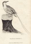 Phaeton Aethereus (Red-billed Tropicbird), 1809