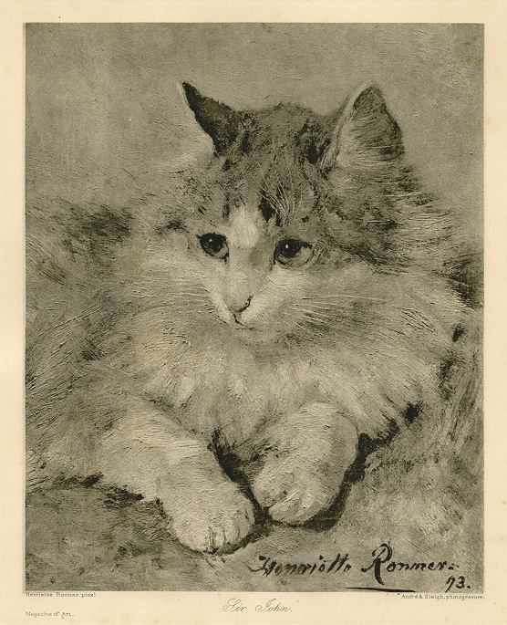 'Sir John' (cat), photogravure after Henriette Ronner, 1896