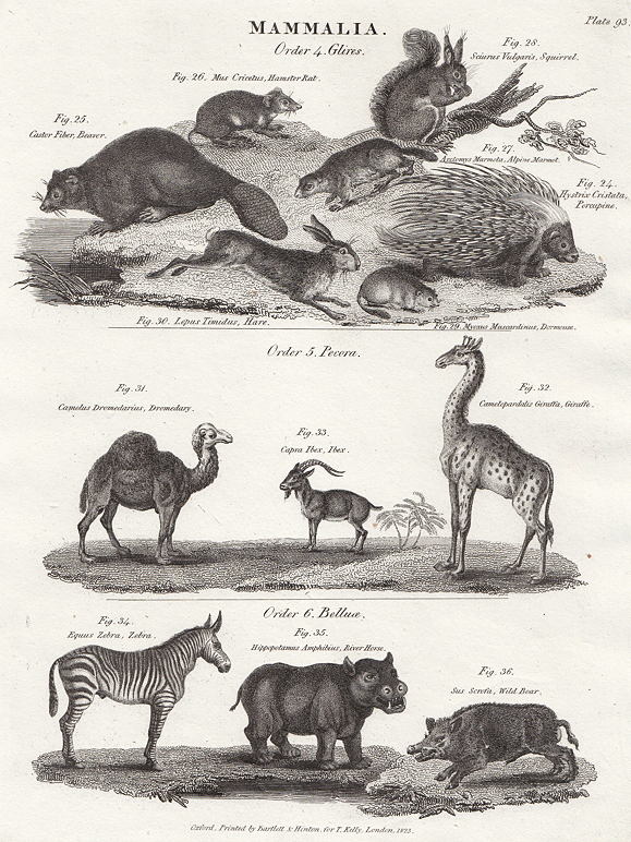 Mammalia, Glires & Pecora, 1823