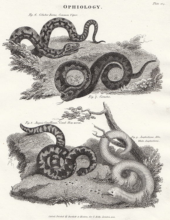 Ophiology (snakes), 1823