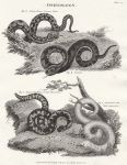 Ophiology (snakes), 1823