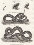 Ophiology (snakes), 1823